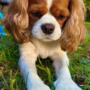 Fundraising Page: Dianne Shute